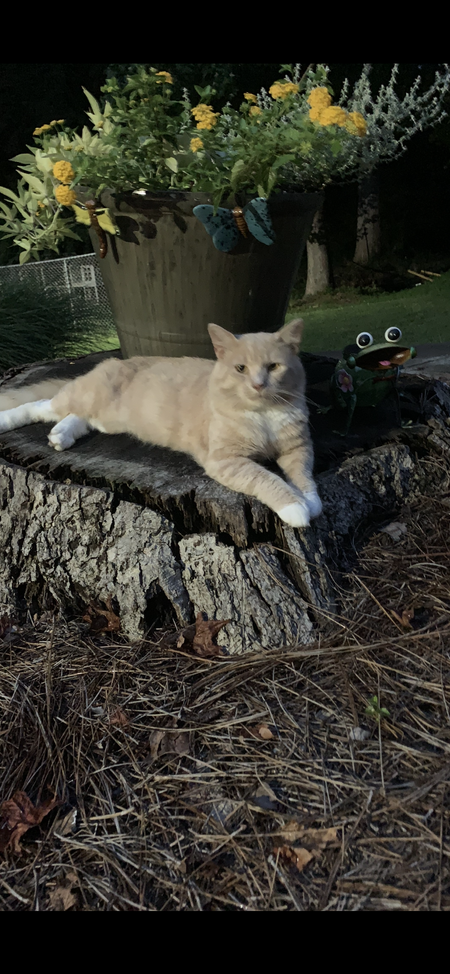 Entry image for Toby. Clicking this image will show a larger photo