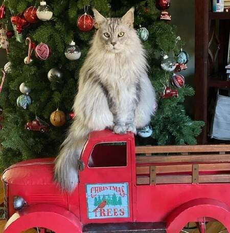 Entry image for Chase. Clicking this image will show a larger photo