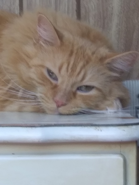 Entry image for Nico. Clicking this image will show a larger photo