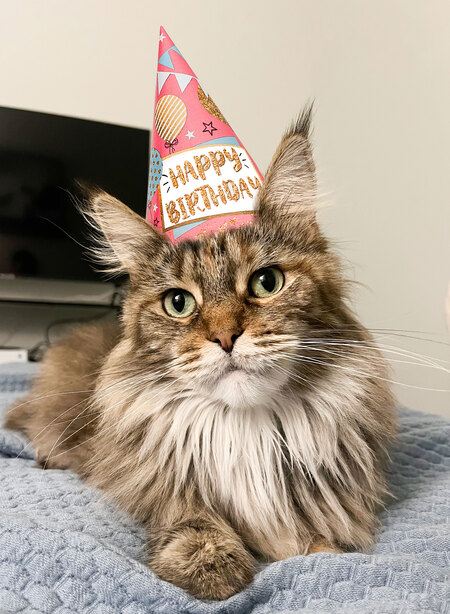 Entry image for Lyra . Clicking this image will show a larger photo