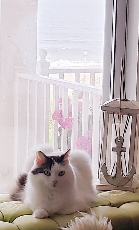 Entry image for Miss Callie Coco. Clicking this image will show a larger photo