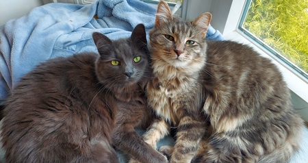 Entry image for Mocha and Mochi. Clicking this image will show a larger photo