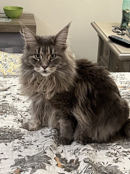 Entry image for Cheyenne . Clicking this image will show a larger photo