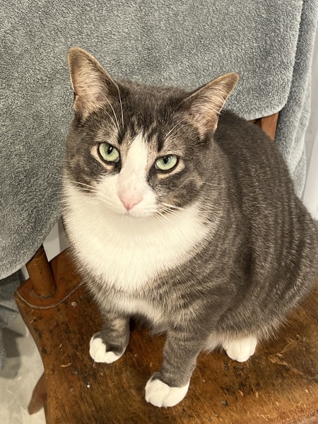 Entry image for Toby. Clicking this image will show a larger photo