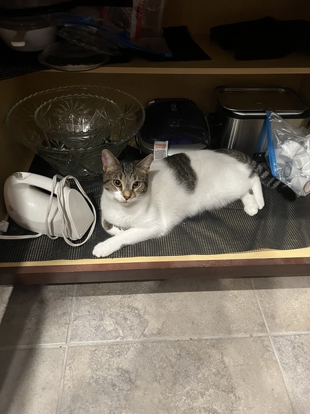 Entry image for Sasha aka( Little Bit). Clicking this image will show a larger photo