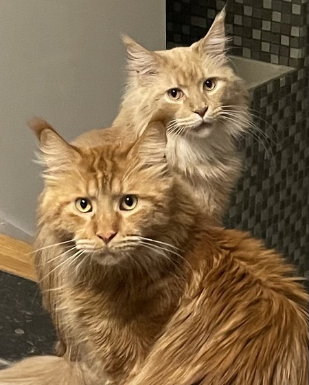 Entry image for  Milo and Ollie Basso. Clicking this image will show a larger photo