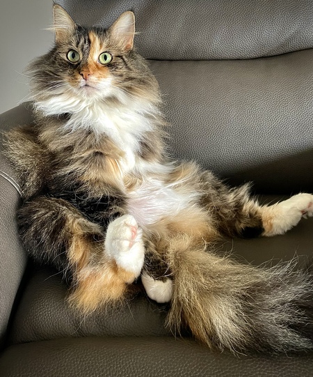 Entry image for Maravilla. Clicking this image will show a larger photo