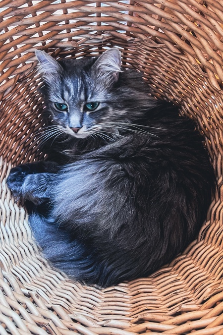 Entry image for Tucker. Clicking this image will show a larger photo