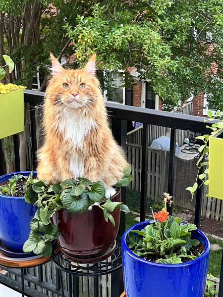 Entry image for Tig. Clicking this image will show a larger photo