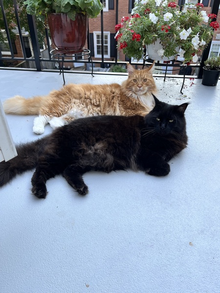 Entry image for Tig and Zeke . Clicking this image will show a larger photo