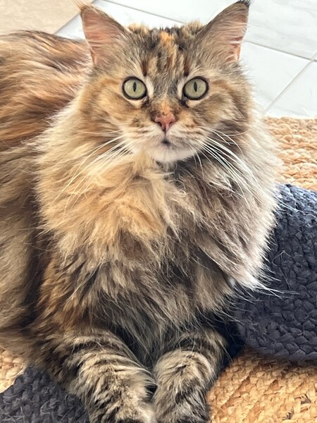 Entry image for Roxanne. Clicking this image will show a larger photo