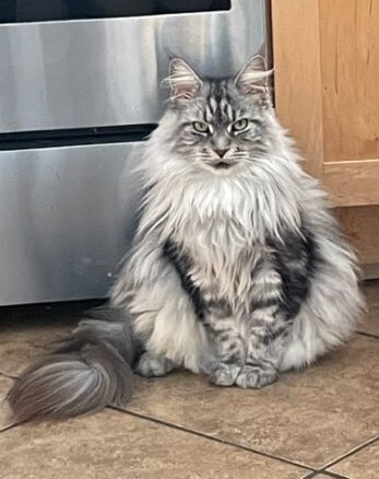 Entry image for Jazzy. Clicking this image will show a larger photo