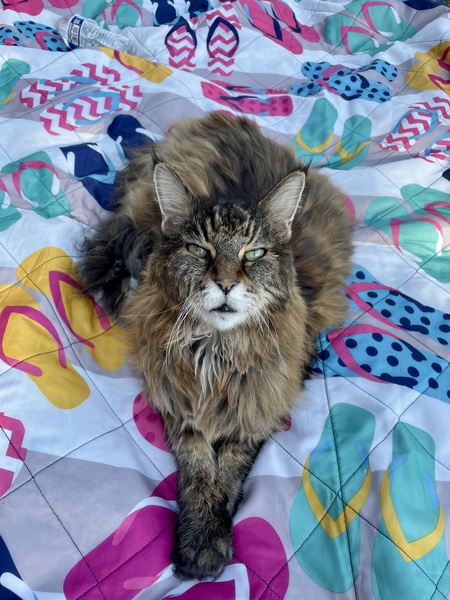 Entry image for Ronnie. Clicking this image will show a larger photo