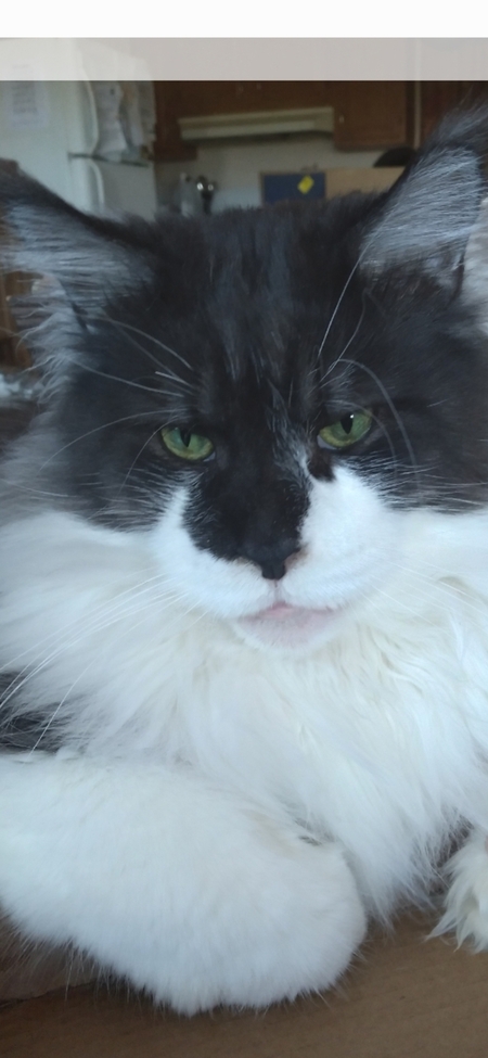 Entry image for Magnificent Hero. Clicking this image will show a larger photo