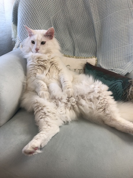 Entry image for Fenris. Clicking this image will show a larger photo