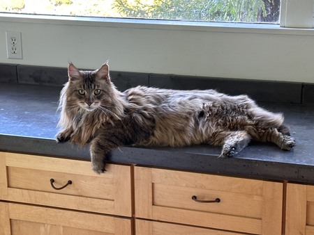 Entry image for Rye. Clicking this image will show a larger photo