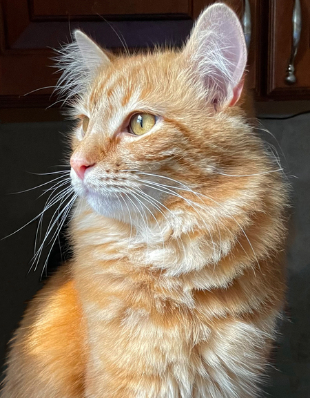 Entry image for Sammy. Clicking this image will show a larger photo