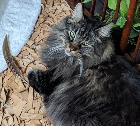 Entry image for Simon. Clicking this image will show a larger photo