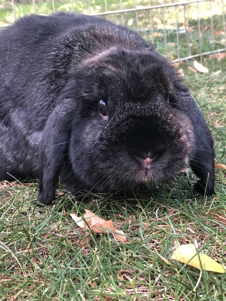 Walter
