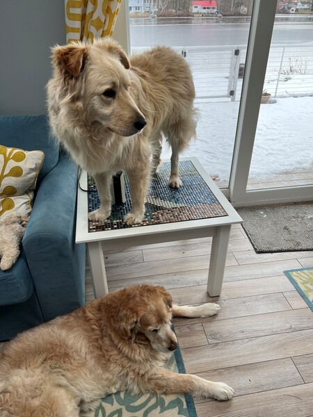 Higgins and Gidget