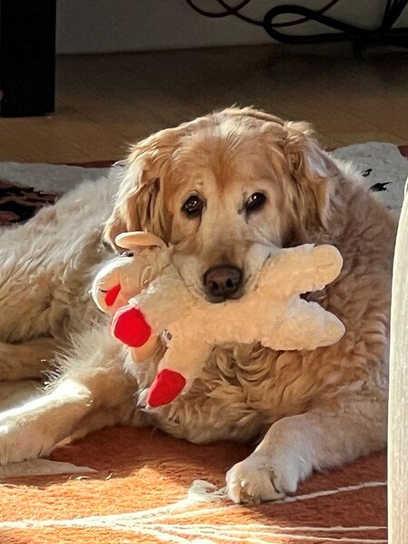 Gidget