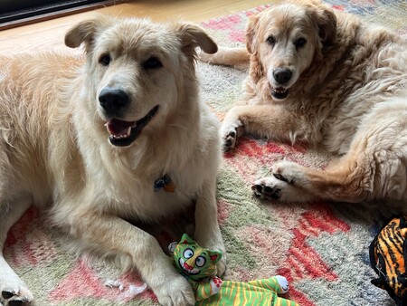 Higgins and Gidget