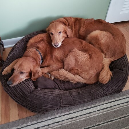 Dixie & Tilly