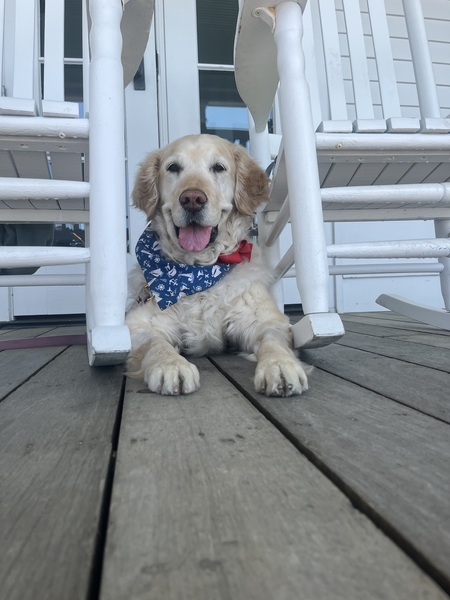 Maple