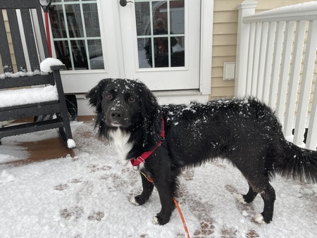Gibbs (formerly Walt)
