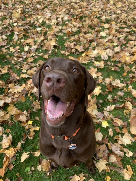 Moose
