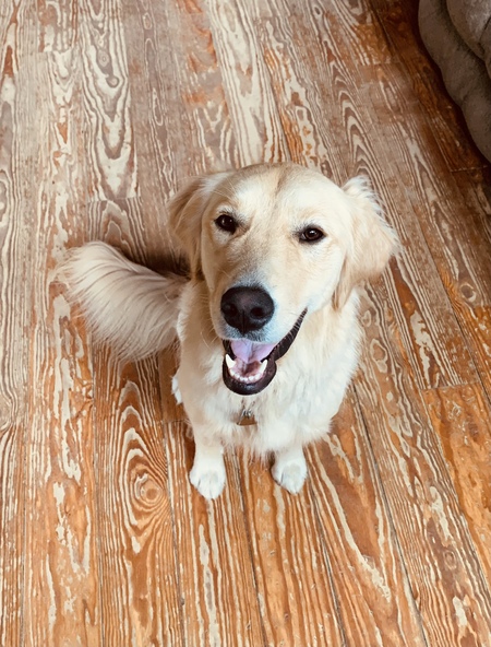 Maple