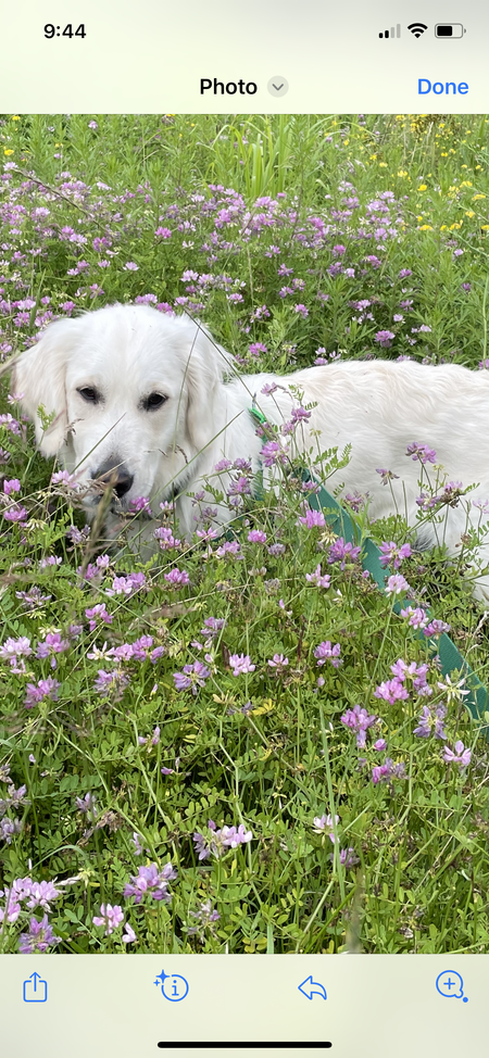 Sweet Pea 
