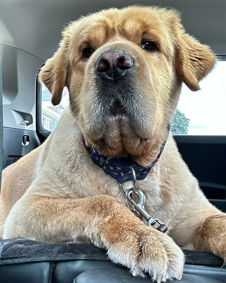 Teddy