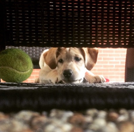 Pippa