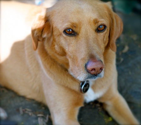 Abby