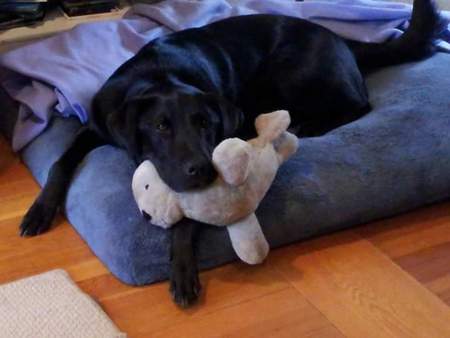 Willie-Bear 