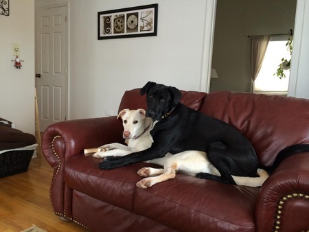 Oreo and Cookie