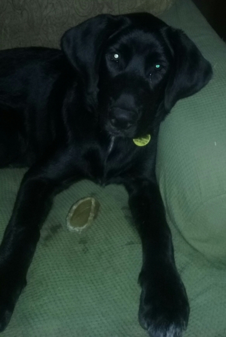 Holly