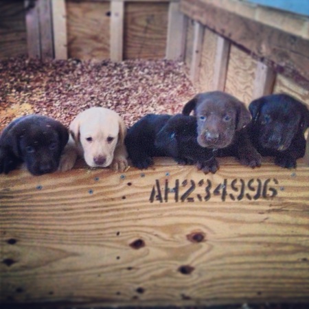 Riley's Puppies
