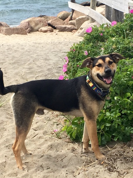 Roscoe