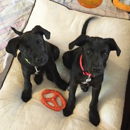 Ace & Bo
