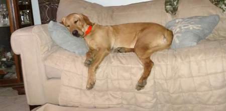 Remi (Remington)