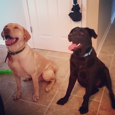 Levi & Louie