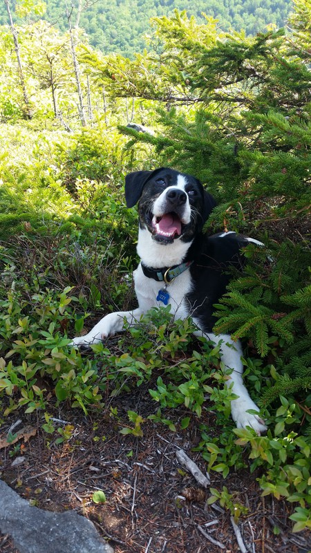 Izzy