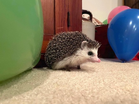 Spikey
