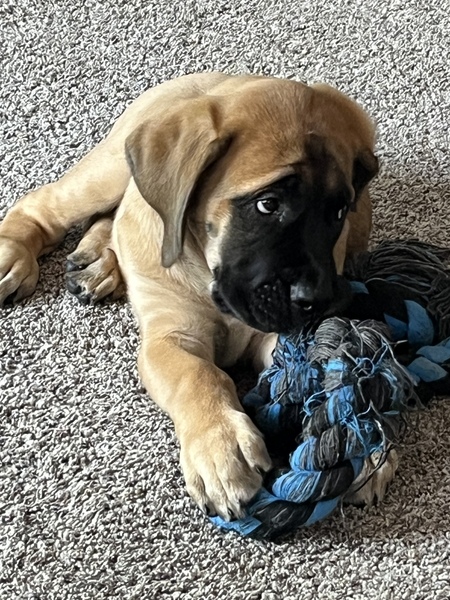 Stella