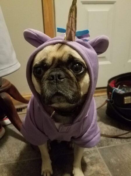 Ozzy
