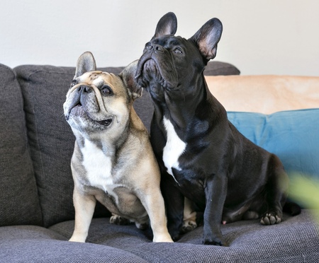 Louietje en Ollie