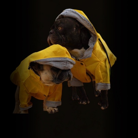 Belle & Billy-Boy