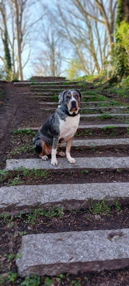 Butler